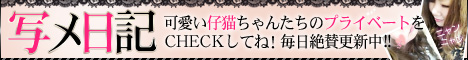 写メ日記